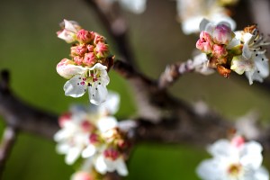 White Flowers of Blossom
